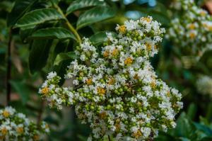 CREPE MYRTLE BLOOM - WHITE
